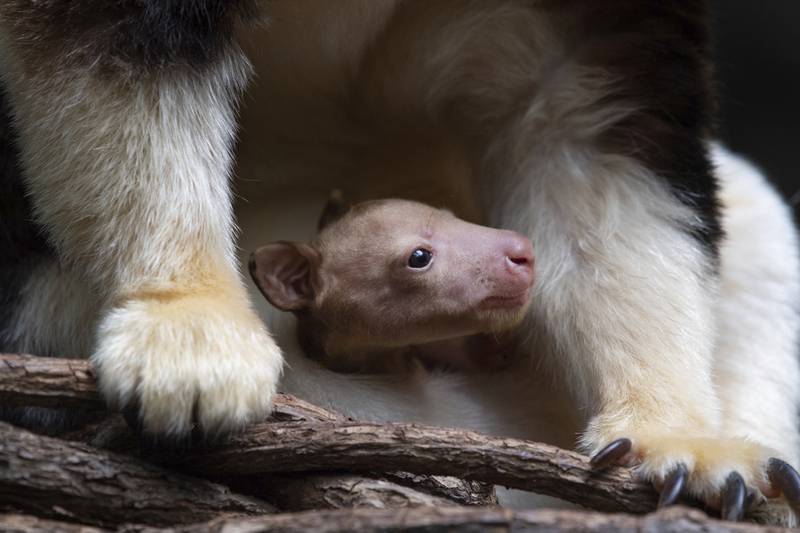 A Matschie's tree kangaroo emerges from its mother's pouch at the Bronx Zoo in New York. The joey is the first of its species born at the zoo since 2008.  Bronx Zoo / AP
