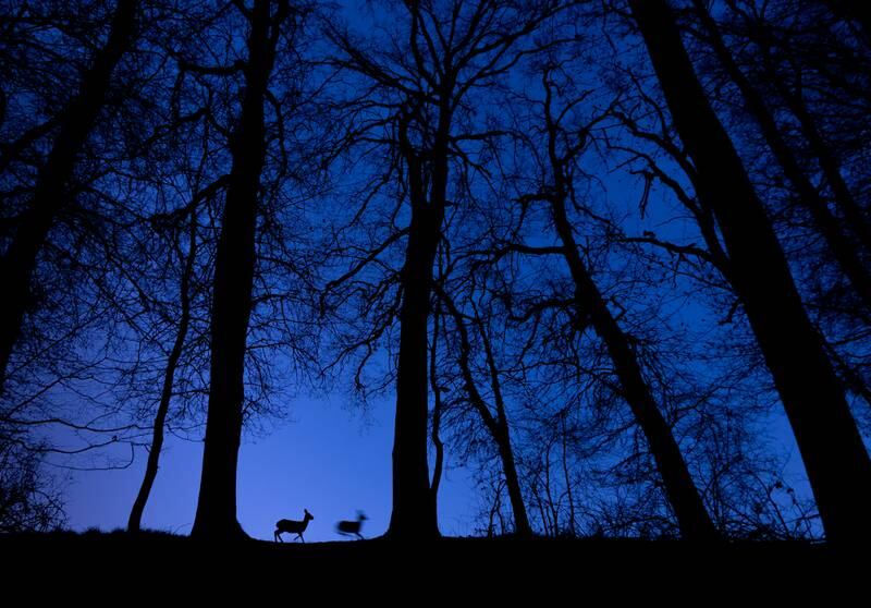 Honourable Mention, Wildlife, Tibor Litauszki, Hungary. Deer at dawn blue.