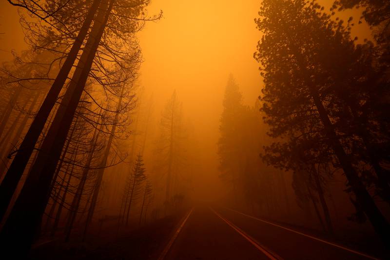 Highway 89, with trees burnt by the Dixie fire on one side and untouched on the other, near the town of Greenville, California. Reuters