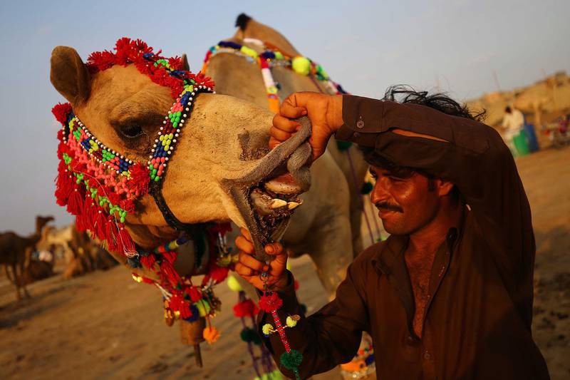 A man checks the teeth of a sacrificial camel to determine its age ahead of Eid Al Adha at a market in Karachi, Pakistan.  EPA