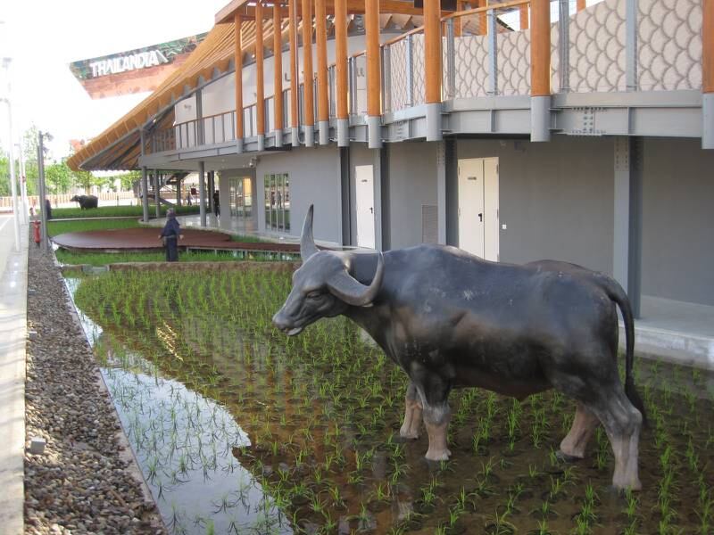 A buffalo in a paddy field at the Thai pavilion at Expo Milano 2015.
