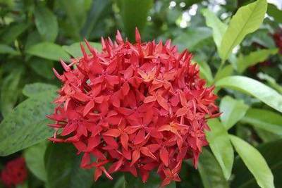 The Jungle Flame grows well in tropical climates. iStockphoto.com