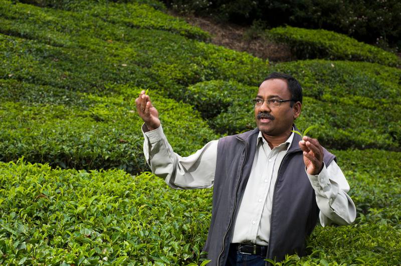 13th February 2013, Munnar, Kerala, India. Mr J.Durairaj, Assistant Director-Advisory Services of the UPASI Tea Research Foundation Regional Centre in Munnar, Kerala, India on the 13th February 2013 . Simon de Trey-White for The National