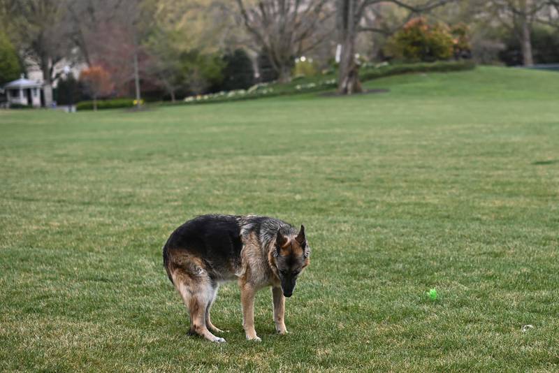 Champ, one of President Joe Biden and first lady Jill Biden's dogs, is seen on the South Lawn of the White House in Washington, March 31, 2021. AP Photo