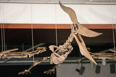 A Pteranodon skeleton is displayed at Sotheby's during a media preview, Monday, July 10, 2023, in New York.  The prehistoric predator will headline Sotheby's Live Natural History Auction, Wednesday, July 26th.  (AP Photo / Mary Altaffer)