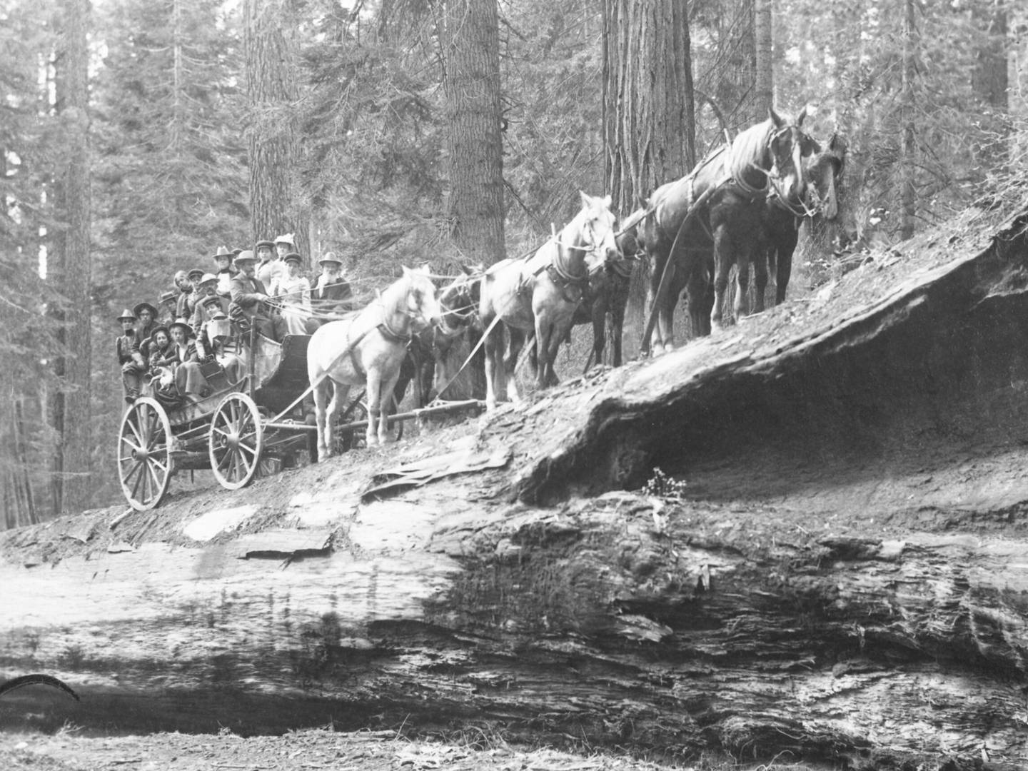 Showing the scale of a sequioa tree, a carriage and six horses stand on the fallen Monarch tree, in this undated photograph taken at Yosemite National Park. Photo: National Parks Service