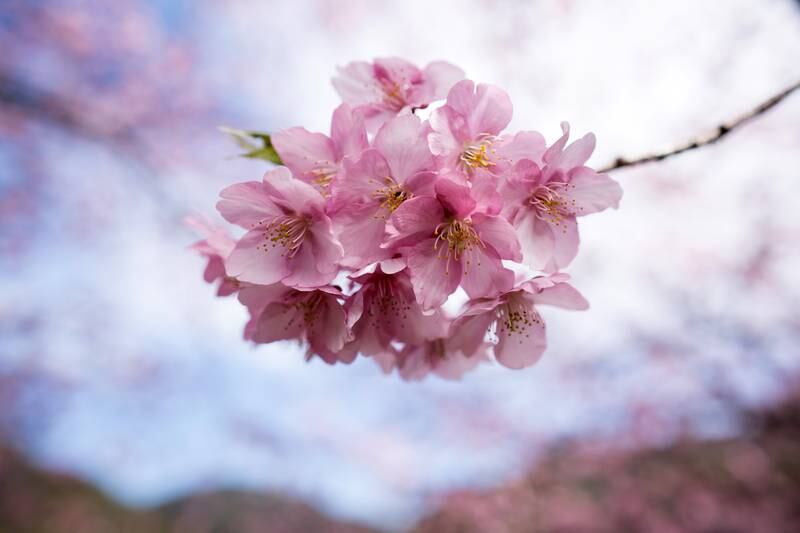 A close-up of a cherry tree in bloom. Getty Images