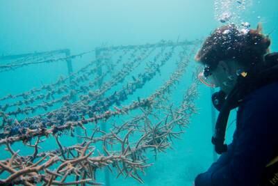 Try coral restoration at Gili Lankanfushi in the Maldives. Photo: Gili Lankanfushi