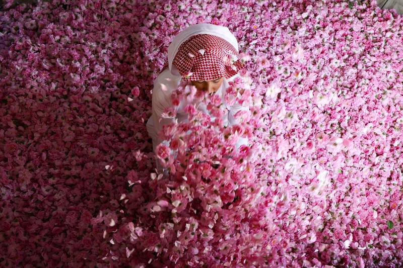 TOPSHOT - A worker at the Bin Salman farm sits amidst freshly picked Damascena (Damask) roses in the air,  used to produce rose water and oil, in the western Saudi city of Taif, on April 11, 2021.  Every spring, roses bloom in Taif, transforming pockets of the kingdom's vast desert landscape into fragrant pink patches. 
And for one month in April, they produce essential oil that is used to cleanse the outer walls of the sacred Kaaba, the cubic structure in the holy city of Mecca towards which Muslims around the world pray.
 / AFP / Fayez Nureldine
