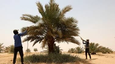 An image that illustrates this article Iraq's tree-planting campaign – in pictures