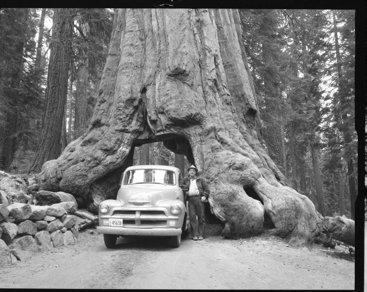 An undated photograph of a man driving his pick-up truck through the Wawona tunnel tree in Yosemite National Park. Photo National Park Service