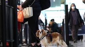 Dog owners moving to US face lengthy waits due to rabies safety rules