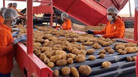 New UAE-grown potato variety goes on sale