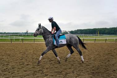 Godolphin's Essential Quality trains ahead of the Belmont Stakes in New York. AP