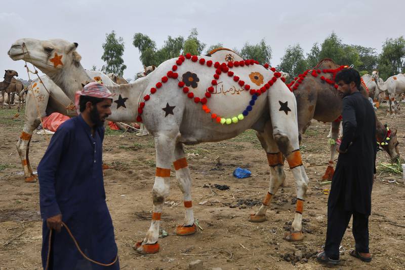 A vendor waits for customers at a livestock market on the outskirts of Islamabad, Pakistan. AP