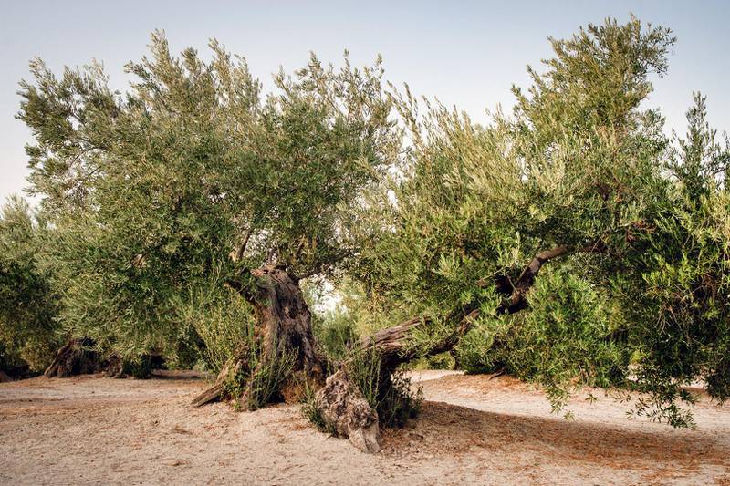 A healthy olive tree near Úbeda in the province of Jaen, Spain’s most important olive-growing province.  Photographer Kira Walker