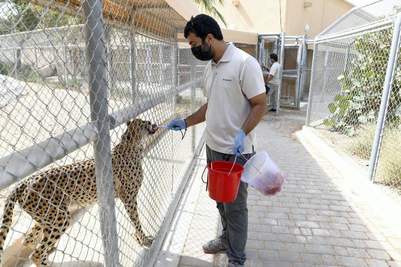 Abu Dhabi, United Arab Emirates - Saeed Al Shamsi, animal keeper feeds the cheetah at Al Ain Zoo. Khushnum Bhandari for The National