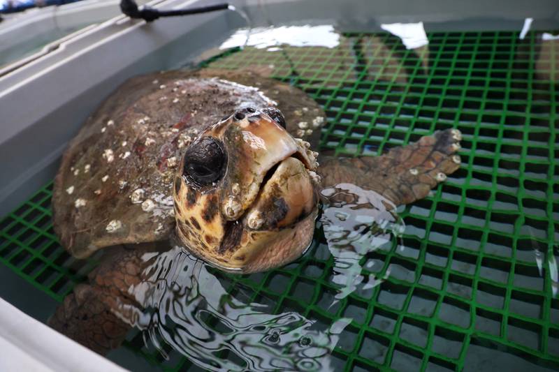 An injured sea turtle receives treatment at a rescue centre in the Israeli coastal moshav of Mikhmoret, north of Tel Aviv on February 8, 2023, after a powerful rain storm and unusually high waves left tens of sea turtles in need of medical attention.  (Photo by GIL COHEN-MAGEN  /  AFP)