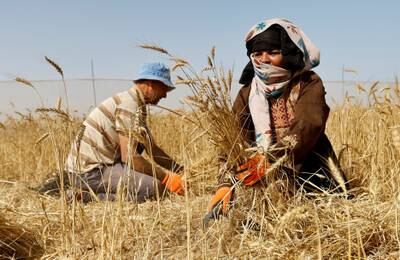 A Palestinian couple collect wheat on a farm in Khan Younis in the southern Gaza Strip. Reuters