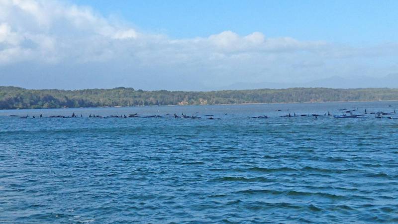 Hundreds of pilot whales are seen stranded on a sand bar in Strahan, Australia. Tasmania Police via Getty Images