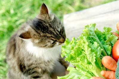 A study has challenged the consensus over whether a vegetarian or meat-based diet is best for cats. Getty Images