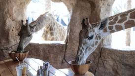 Watch: eat breakfast with giraffes in specially built cave at Abu Dhabi's Emirates Park Zoo