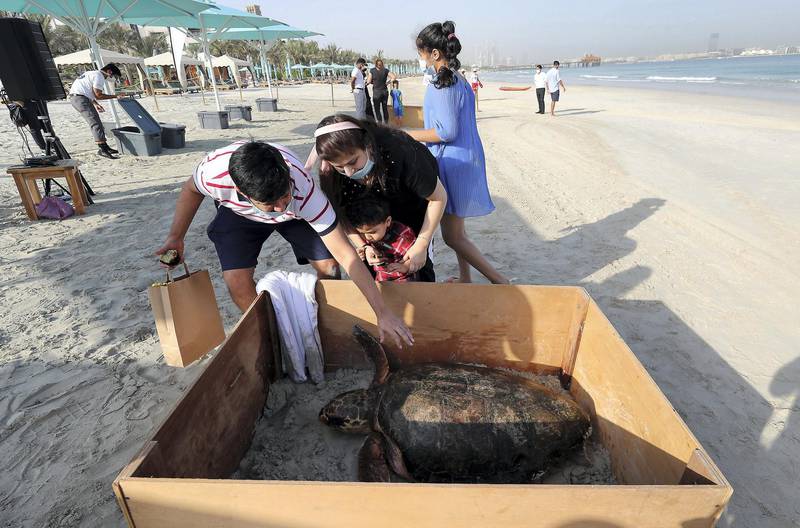 Around 30 turtles released into the sea on World Sea Turtle Day at the Jumeirah Al Naseem beach in Dubai on June 16,2021. Guest touching the turtle before the release. Pawan Singh / The National. 