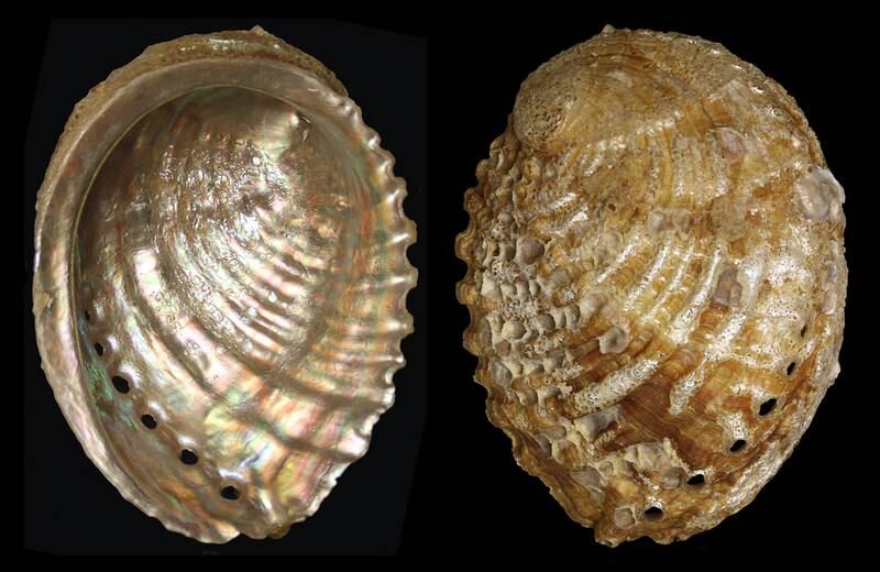 Haliotis mariae are a species of snails in the family abalones and are listed as endangered by IUCN. Photo: Public Domain