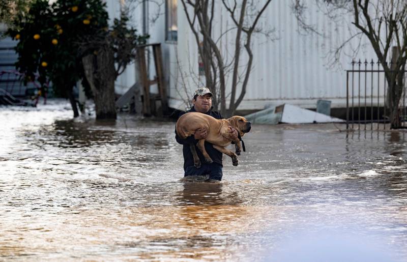 Fidel Osorio rescues a dog from a flooded home in Merced. AFP