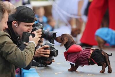 People take pictures of a dachshund during a dachshund parade festival in Saint Petersburg, Russia September 16, 2023.   REUTERS / Anton Vaganov