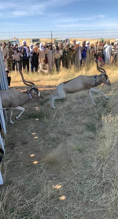 More than a dozen Addax are released into the wild in Chad. Courtesy Environment Agency Abu Dhabi