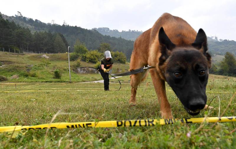 Bosnian trainer trains a Belgian Malinois dog to assume the "siting indication position" in a simulated mine field at training facility. AFP
