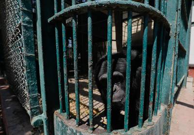 A chimpanzee called 'Dodo' is seen in his cage after Giza Zoo was closed to visitors. Reuters