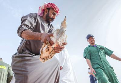AL AIN, UNITED ARAB EMIRATES - IFHC staff preparing for the release of the Houbara bird at the release of 50 Houbara birds into their Habitat of the UAE desert by The International Fund for Houbara Conservation (IFHC).  Leslie Pableo for The National