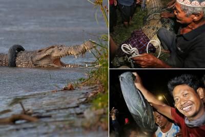 Pictured, from left: a crocodile in Palu, Central Sulawesi, Indonesia, which had a used motorcycle tyre stuck around its neck for six years; a resident catches the reptile; Tili, a bird catcher, removes the tyre. AP 
