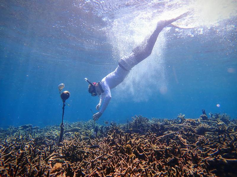 A researcher deploys a hydrophone, which helps to record underwater soundscape, in the sea of Spermonde archipelago in Indonesia. Reuters