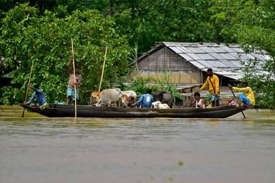 People ferry their cattle to a safer place through a flooded field. Reuters