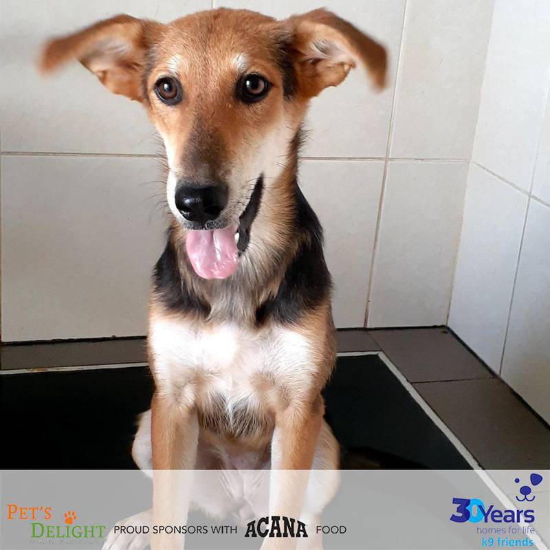 NAME: Toni. SEX: Female. DATE OF BIRTH: 03.12.2019. SIZE (when fully grown): Medium. BREED: Mix. INFO: Toni was born and raised at an equestrian centre and arrived at K9 Friends with eight siblings. She is a well socialised, energetic pup and good with other dogs. For more information on adoption, call the office on 04 887 8739 Saturday, Tuesday, or Thursday 9am-1pm.