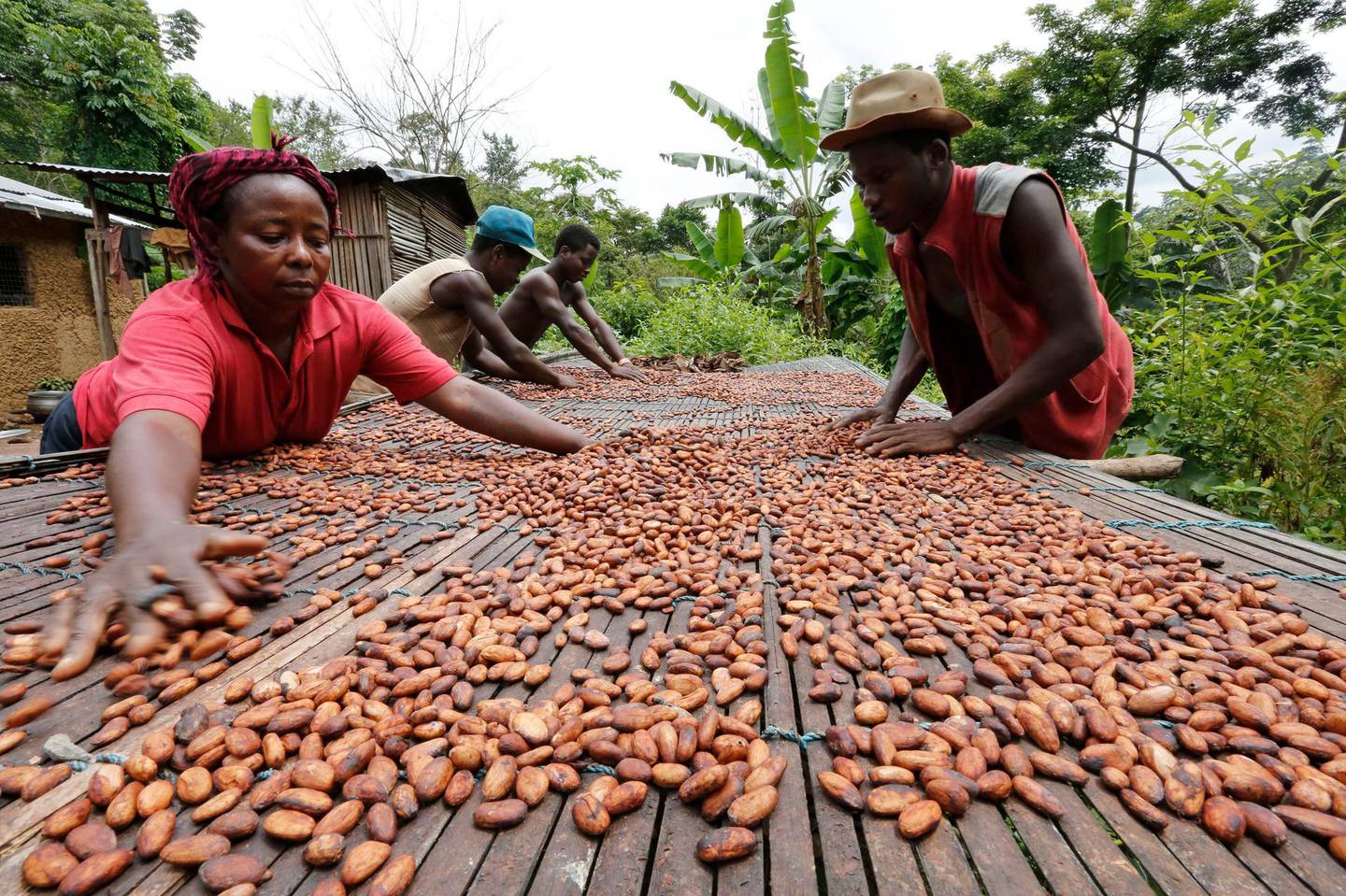 People work with cocoa beans in Enchi June 17, 2014. Picture taken June 17, 2014. To match Insight GHANA-IVORYCOAST/COCOA       REUTERS/Thierry Gouegnon (GHANA - Tags: BUSINESS AGRICULTURE FOOD) - GM1EA7S1P1A01
