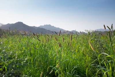 A lush green farm in Wadi Kub, Ras Al Khaimah. Reem Mohammed / The National