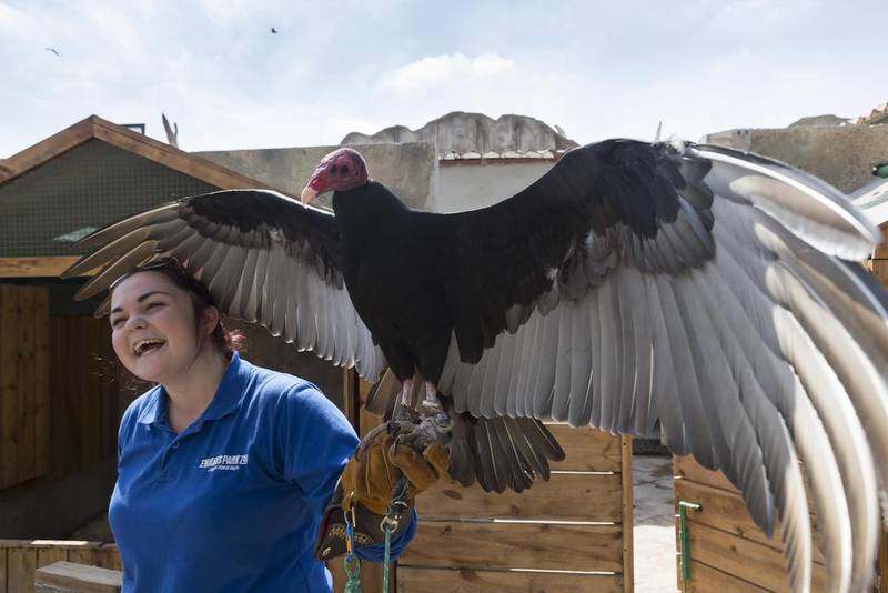 Turkey vultures aren’t the prettiest members of the bird world, but that means nothing to the committed staff at the expanded Emirates Park Zoo in Al Bahia. This fellow is a new resident of the Birds of Prey section. Antonie Robertson / The National