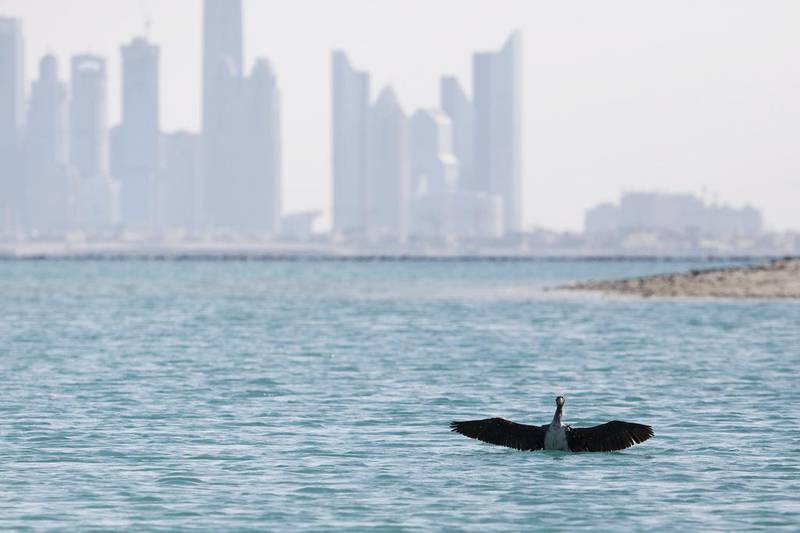 Overexploited fisheries in the Arabian Gulf and loss of habitat throughout the emirates could still spell doom for the Socotra cormorant. Sarah Dea/ The National