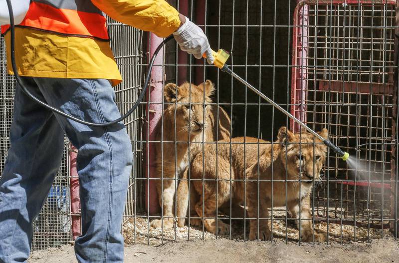 A Palestinian municipality worker disinfects the enclosures at Rafah Zoo in the southern Gaza Strip.  AFP