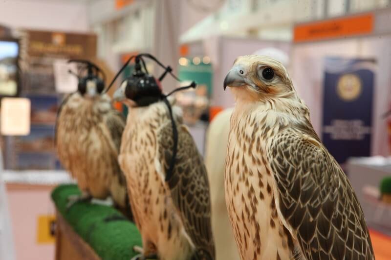 Because the falconers present birds bred in captivity, the need to use untamed falcons from the wild is eliminated, allowing for more reproduction in their natural habitat.
