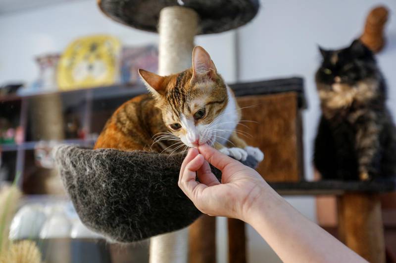 “Anyone who is stressed just has to find a cat. All your stress will go away,” says Omnia Fareed, whose two cat-loving sisters Allaa and Iman started Ailuromania Cat Cafe after university. Reuters