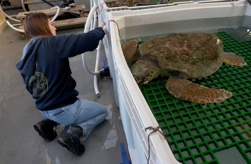 An injured turtle recovers at the Mikhmoret rescue centre  