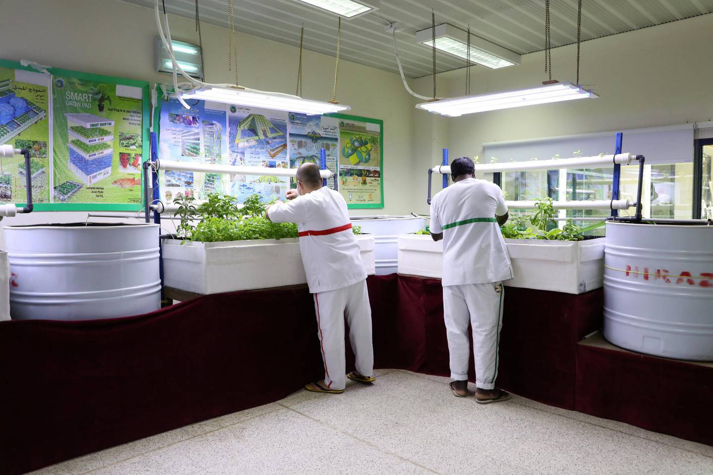 Inmates at Dubai Central Jail grow plants using hydroponic and aquaponic systems. Nilanjana Gupta/ The National