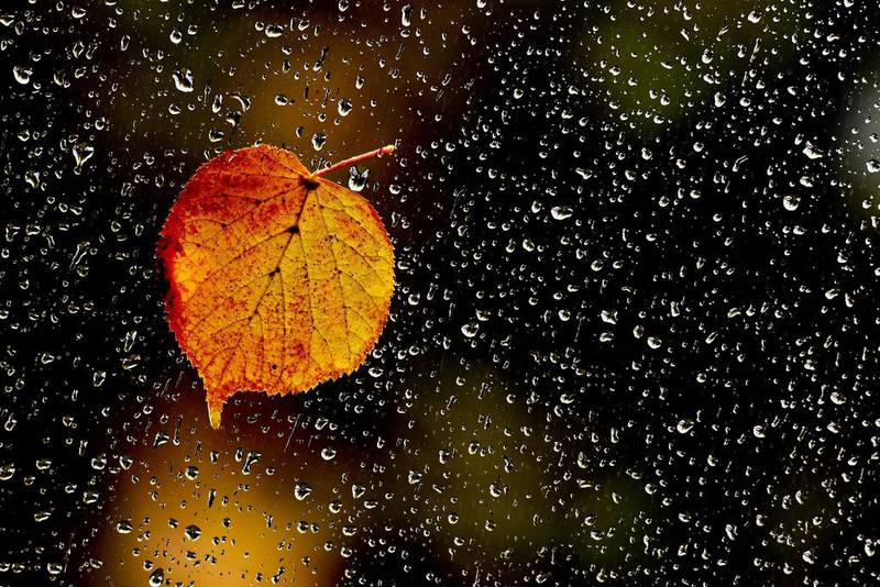 A rainy autumn day in Potsdam, Germany. Ralf Hirschberger / EPA