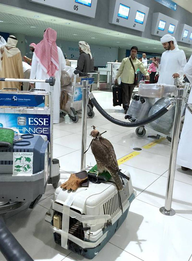 Falcons and their owners at the flydubai business class check-in at Dubai International Airport’s Terminal 2. The birds were on their way to Azerbaijan, where there was much more prey and where the Azeris were eager to learn the art of falconry from the Emiratis. Photo by Frank Kane