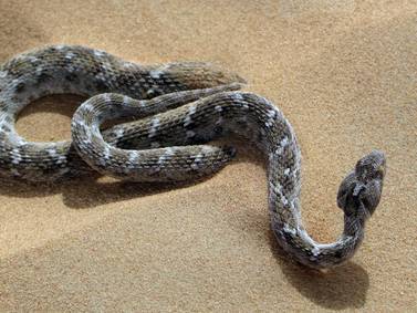 Are encounters with snakes rising in the UAE because of changing temperatures? 